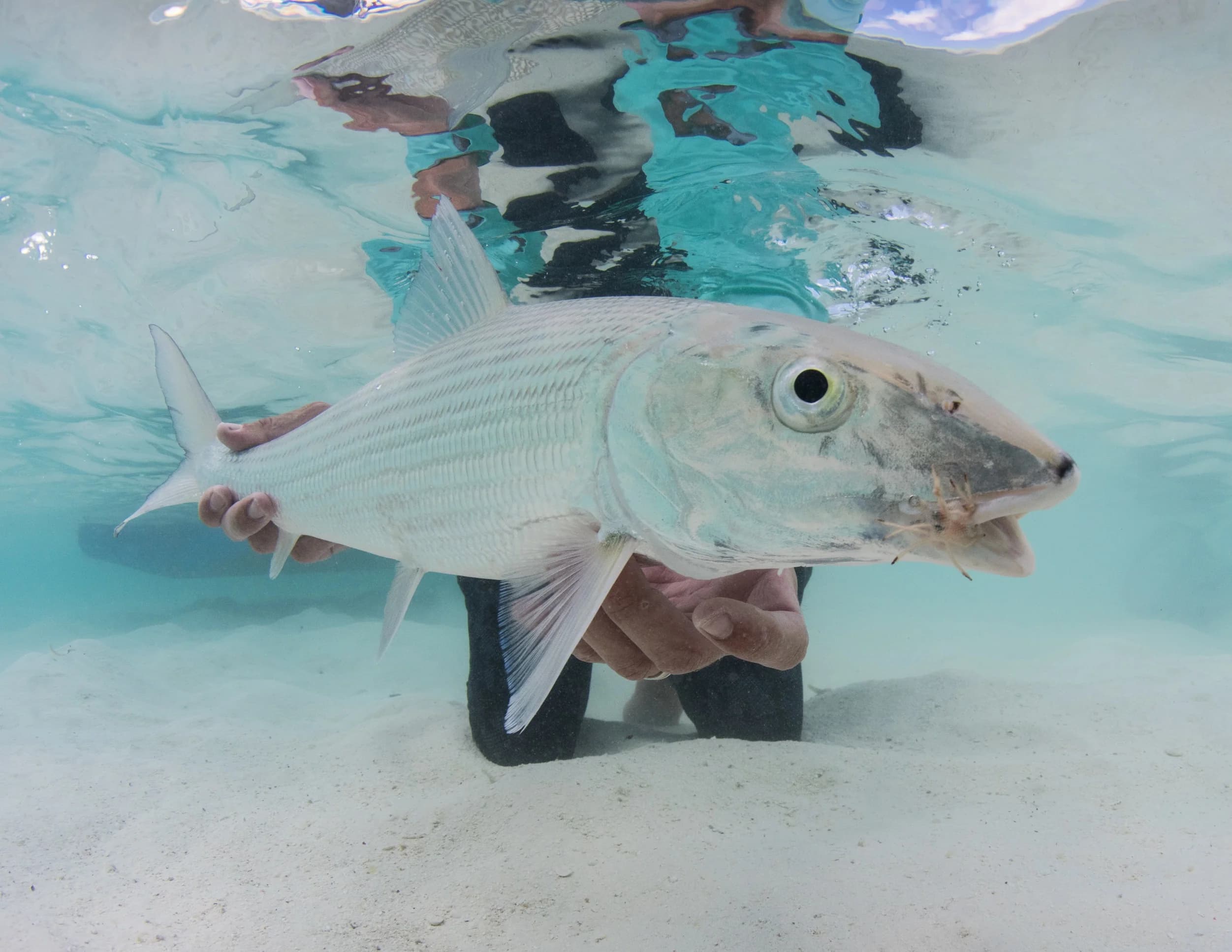 Fly Fishing Los Roques lodge photo